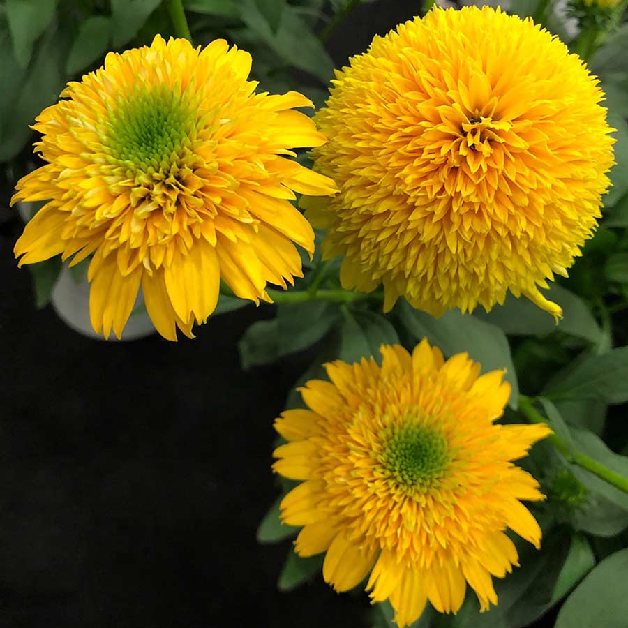 Echinacea - CARA MIA Yellow