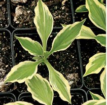 Hosta - Les Vivaces du Merle Bleu
