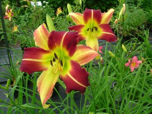 Odkryj kouzlo Hemerocallis magic dawn