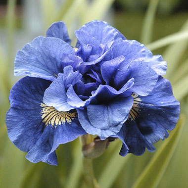 Iris - sibirica Concord Crush