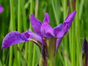 Iris - sibirica Chilled Wine