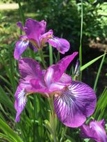 Iris - sibirica Illini Charm