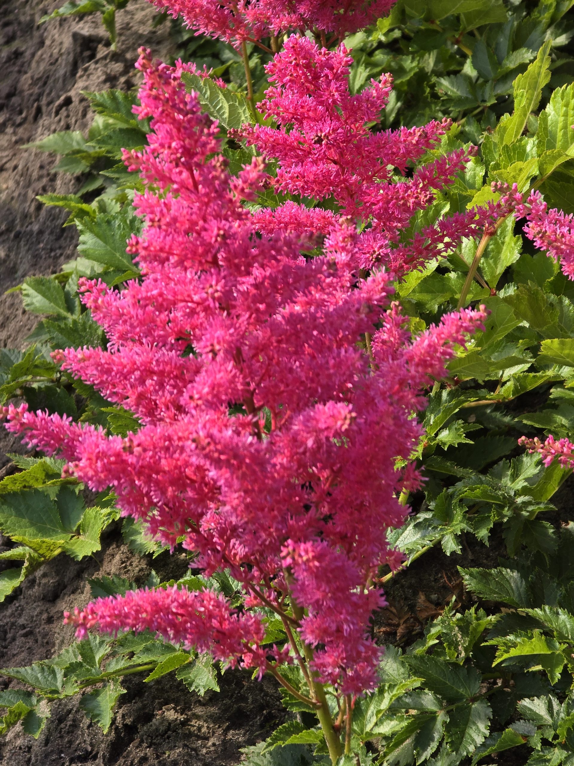 Astilbe - chinensis Abby Cadabby