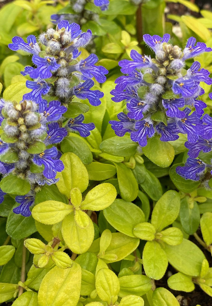 Ajuga - FEATHERED FRIENDS Cordial Canary