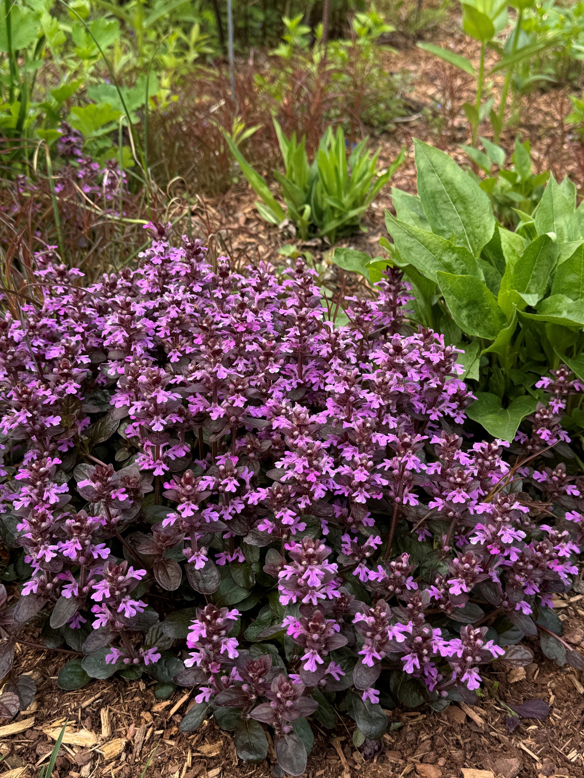 Ajuga - Midnight Mystery