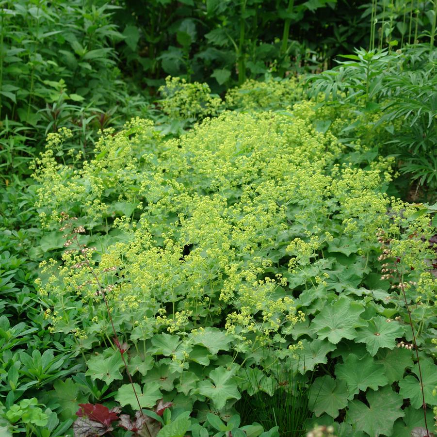 Alchemilla - mollis Auslese