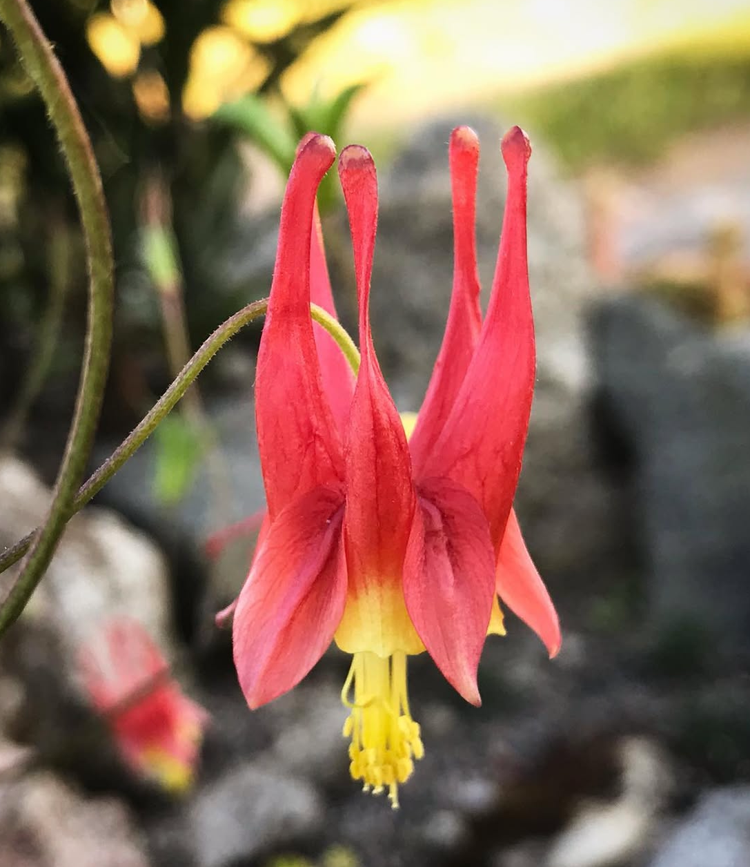 Aquilegia - canadensis (Ancolie du Canada)