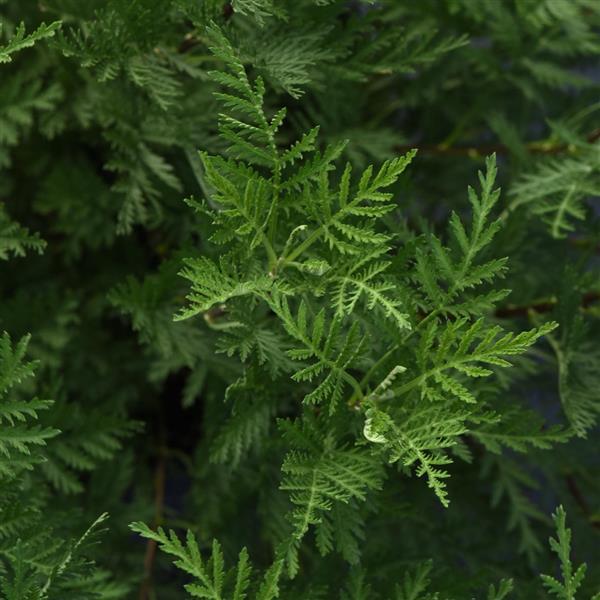 Artemisia - gmelinii SunFern Olympia