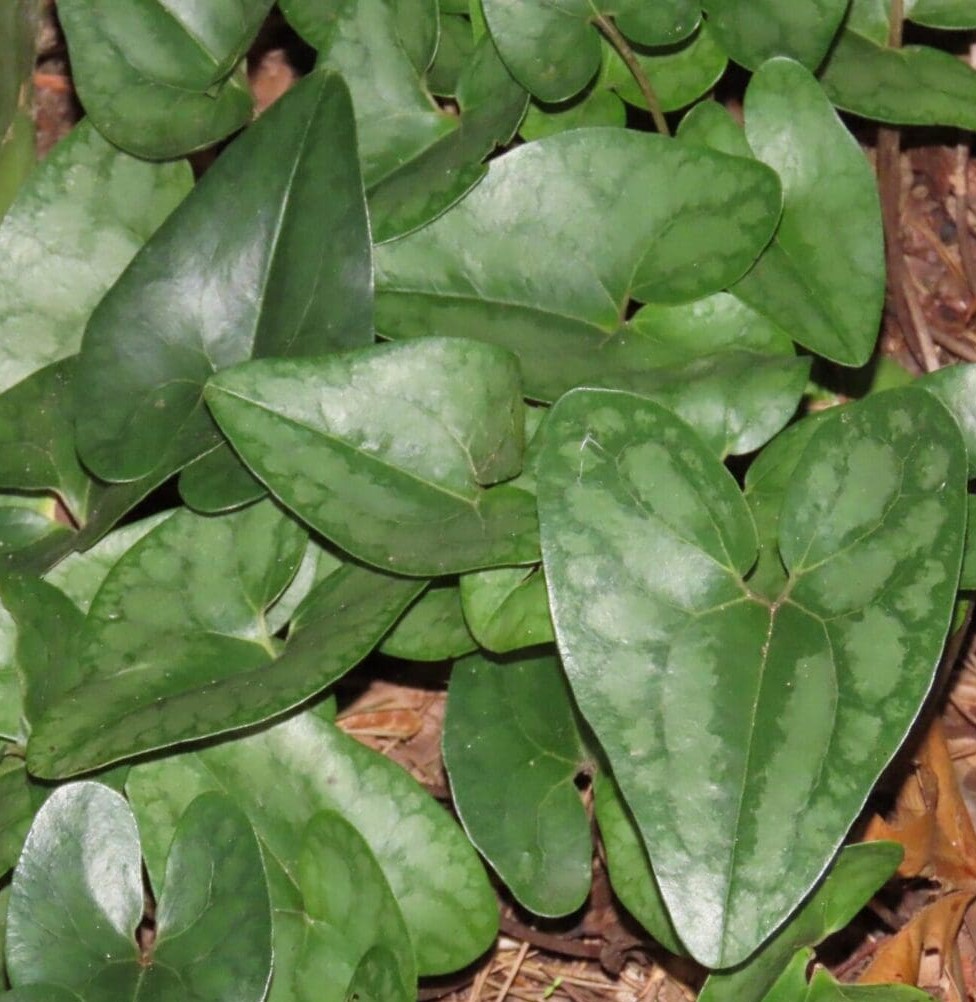 Asarum - arifolium