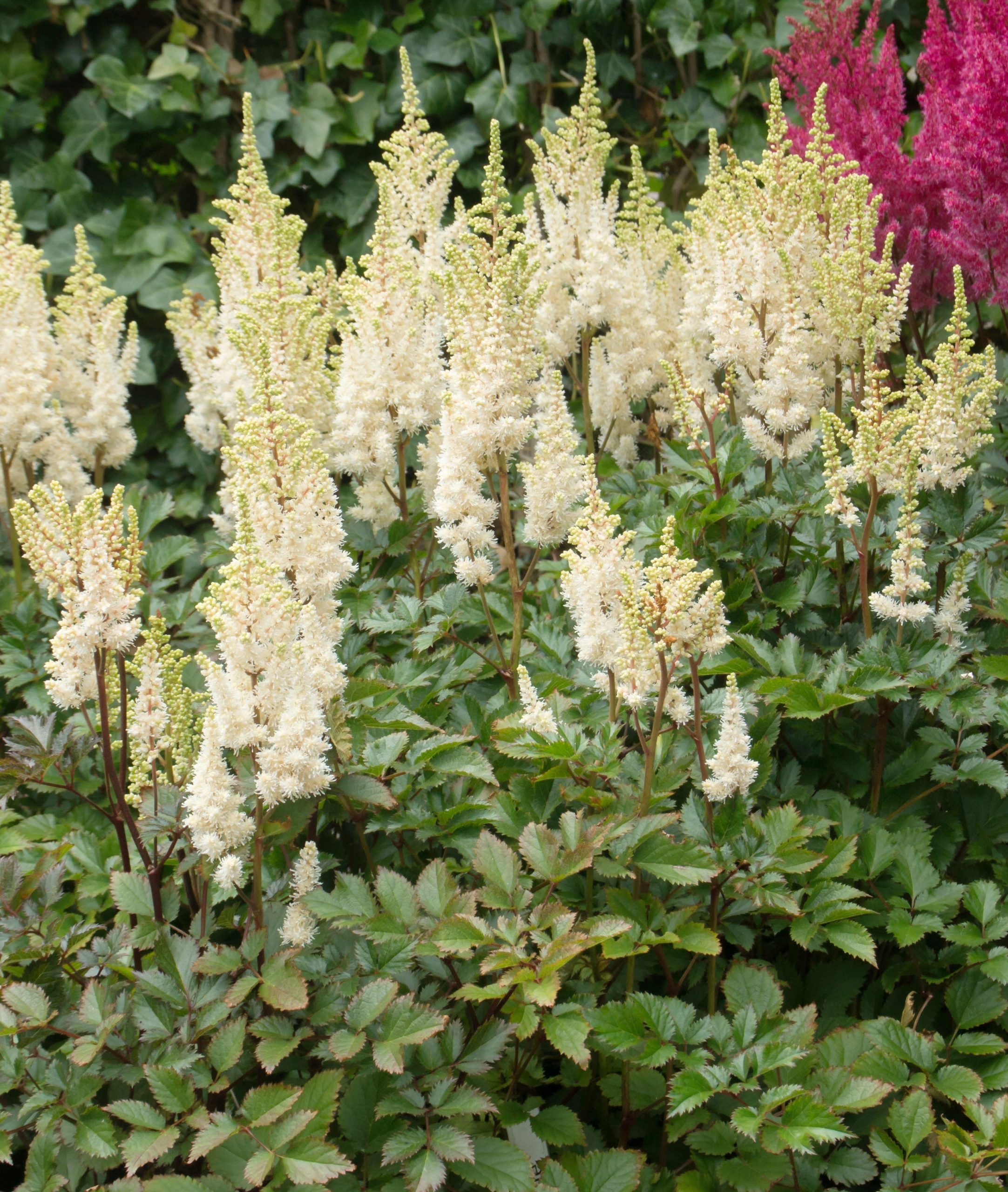 Astilbe - chinensis Lowlands White