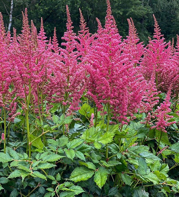 Astilbe - chinensis Coral Island