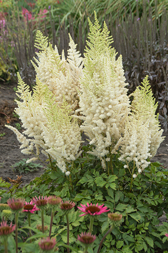Astilbe - chinensis Ivory Pearls