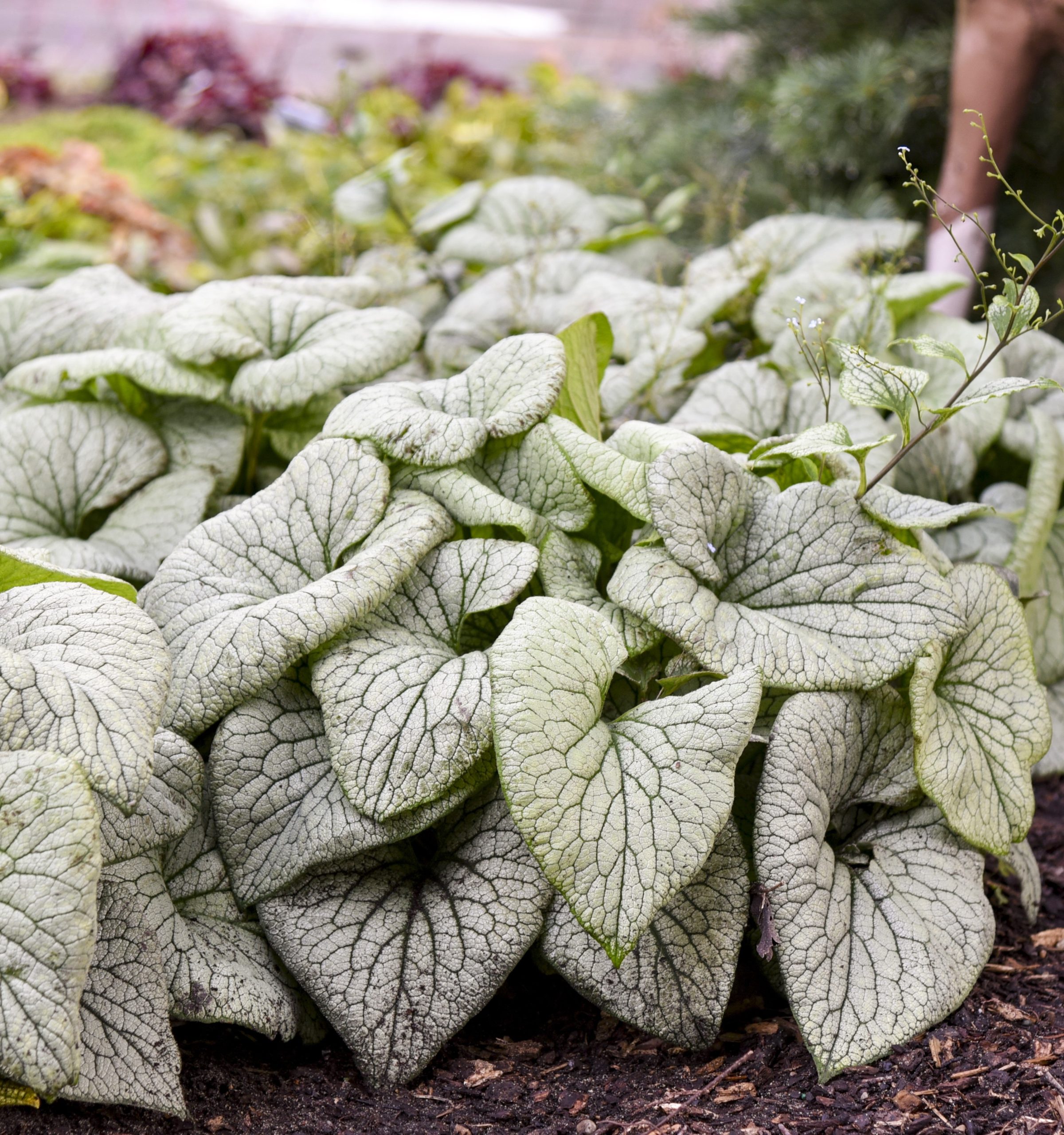 Brunnera - macrophylla Sterling Silver