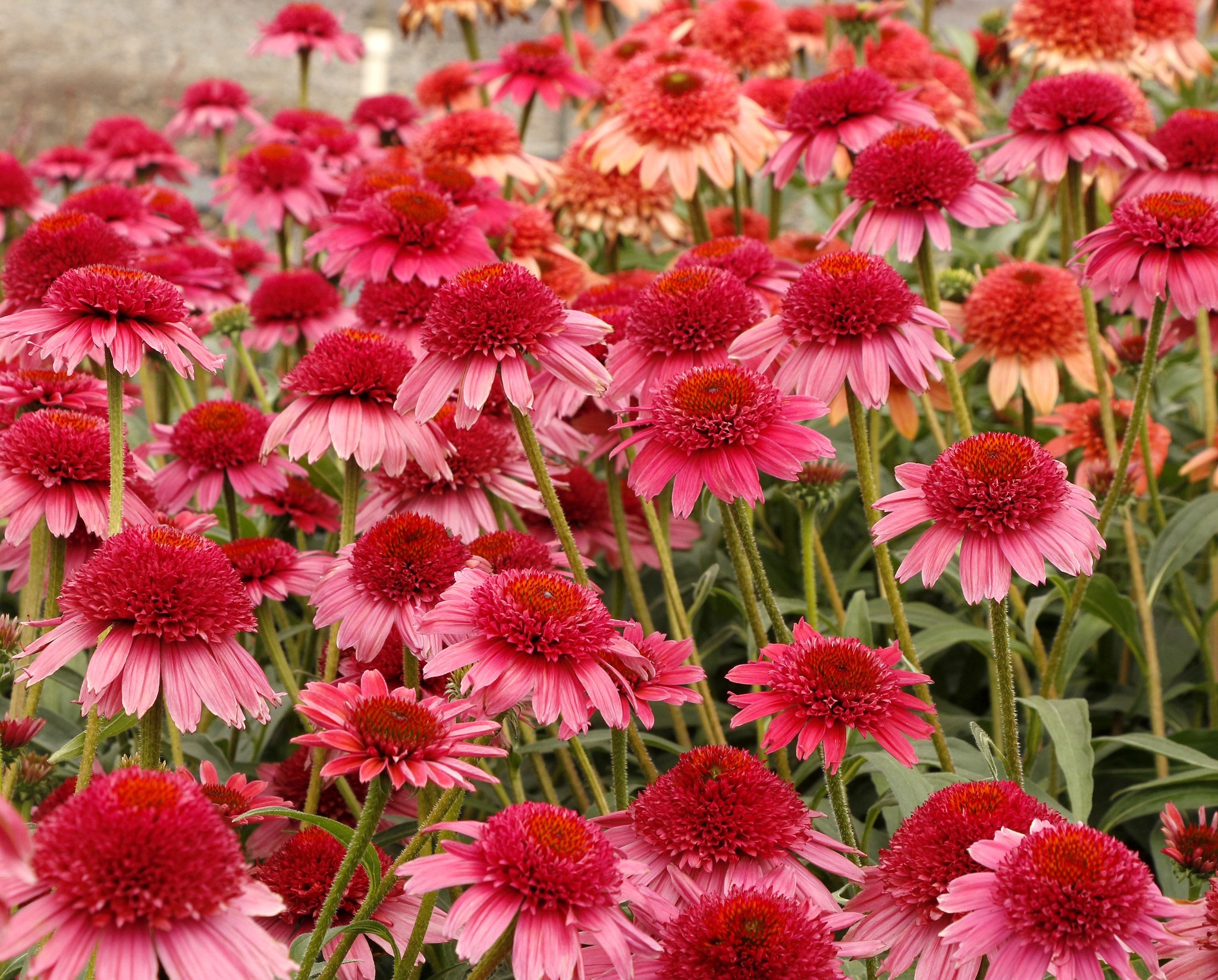 Echinacea - CARA MIA Carmine