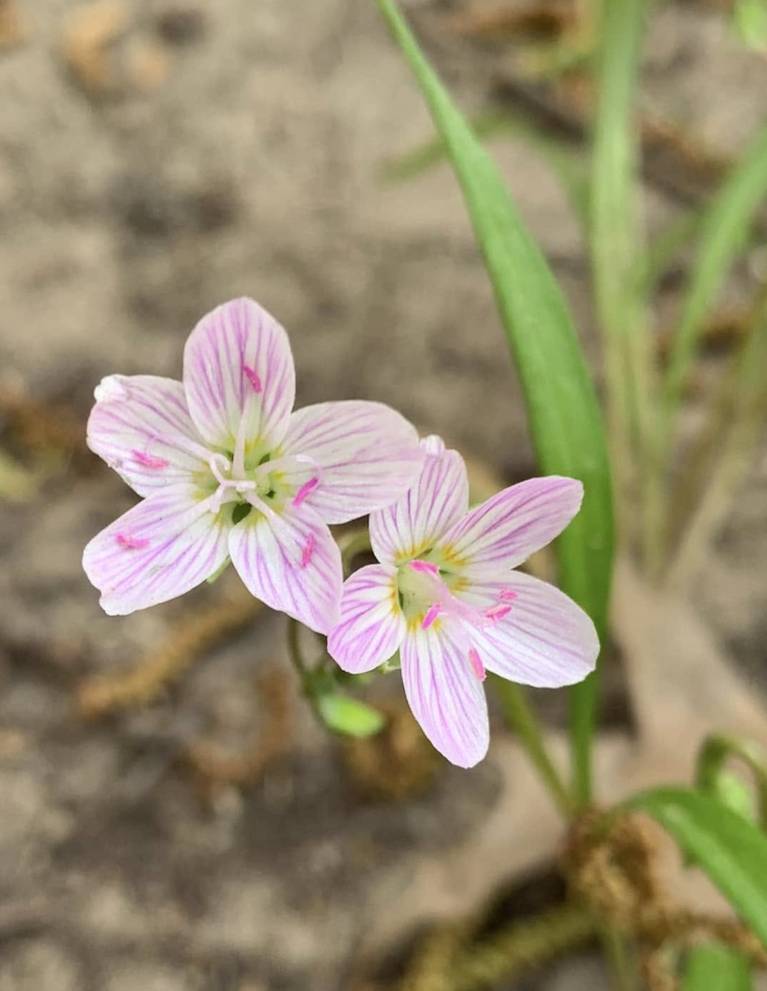 Claytonia - virginica