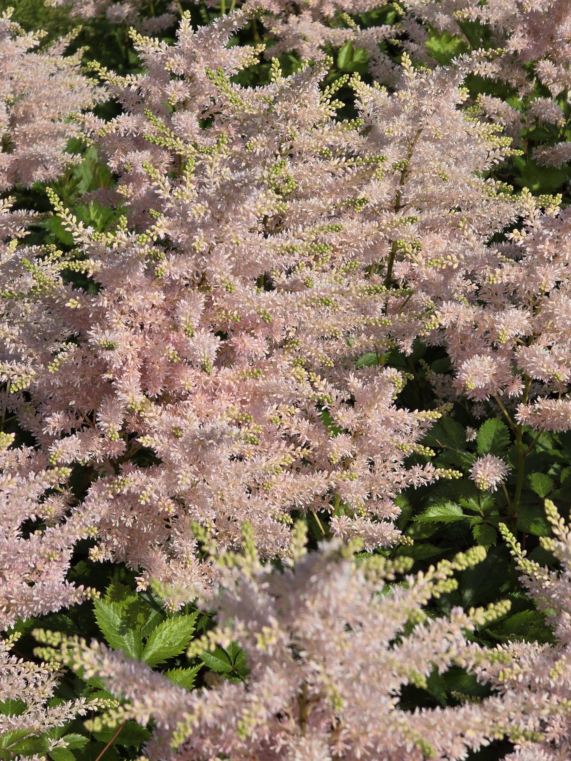 Astilbe - chinensis Cookie Monster's Favourite