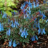 Corydalis - curviflora subsp. Rosthornii Blue Heron