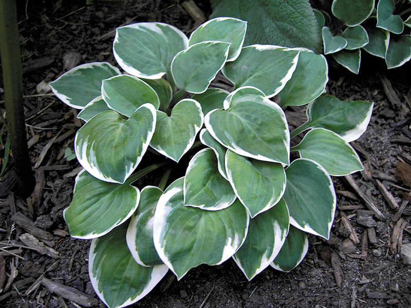 Hosta - Country Mouse