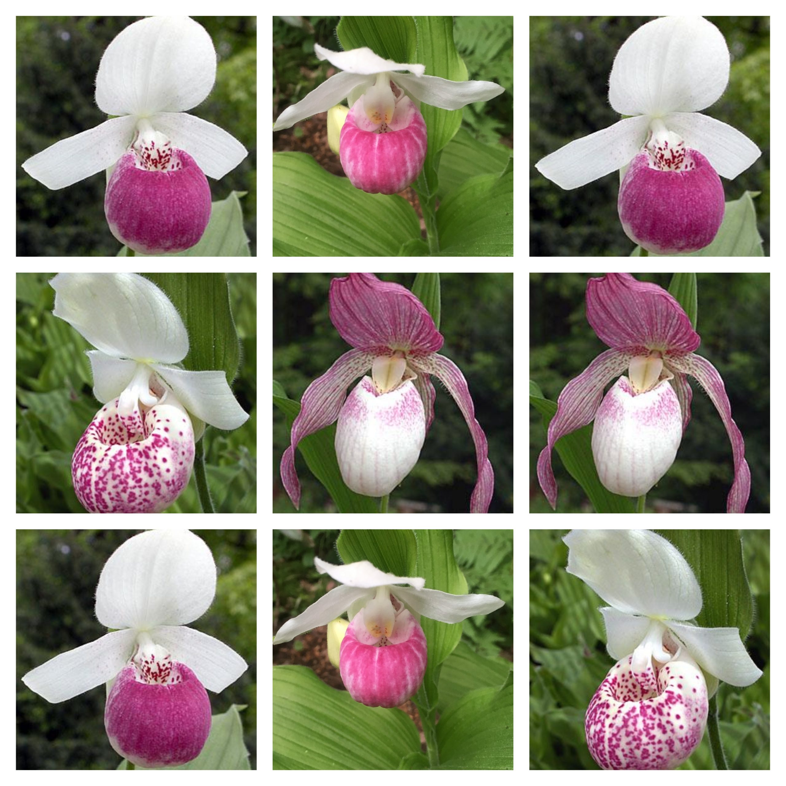 Cypripedium - Garden Orchid Pink Mix