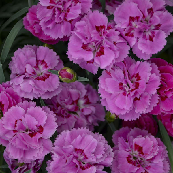 Dianthus - PRETTY POPPERS Goody Gumdrops