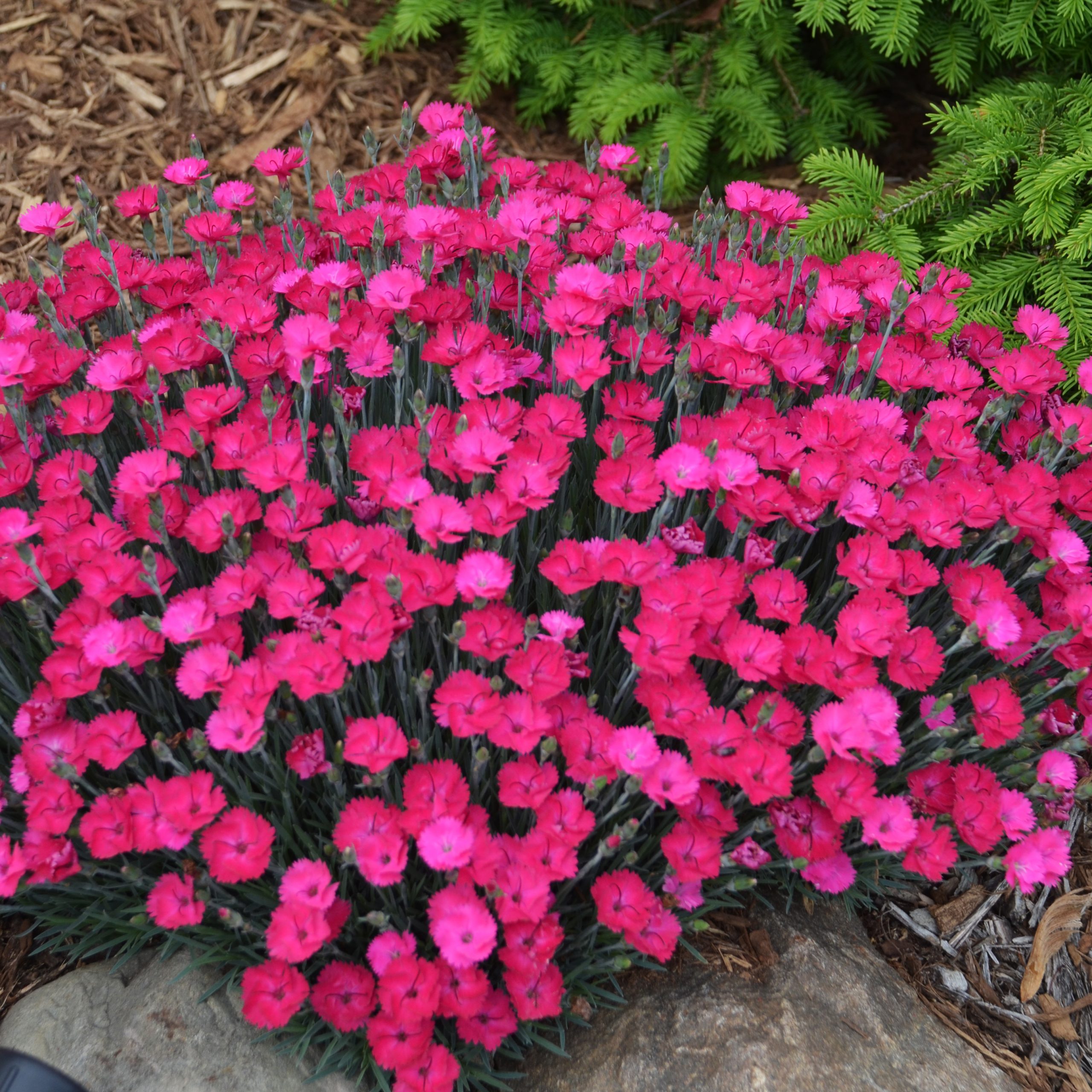 Dianthus - Paint the Town Magenta