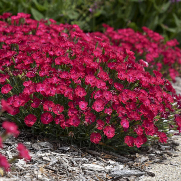 Dianthus - Paint the Town Red
