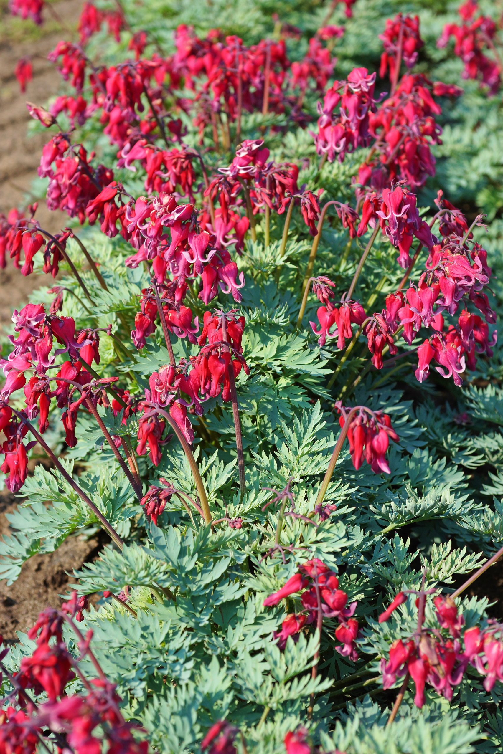 Dicentra - formosa Red Fountain