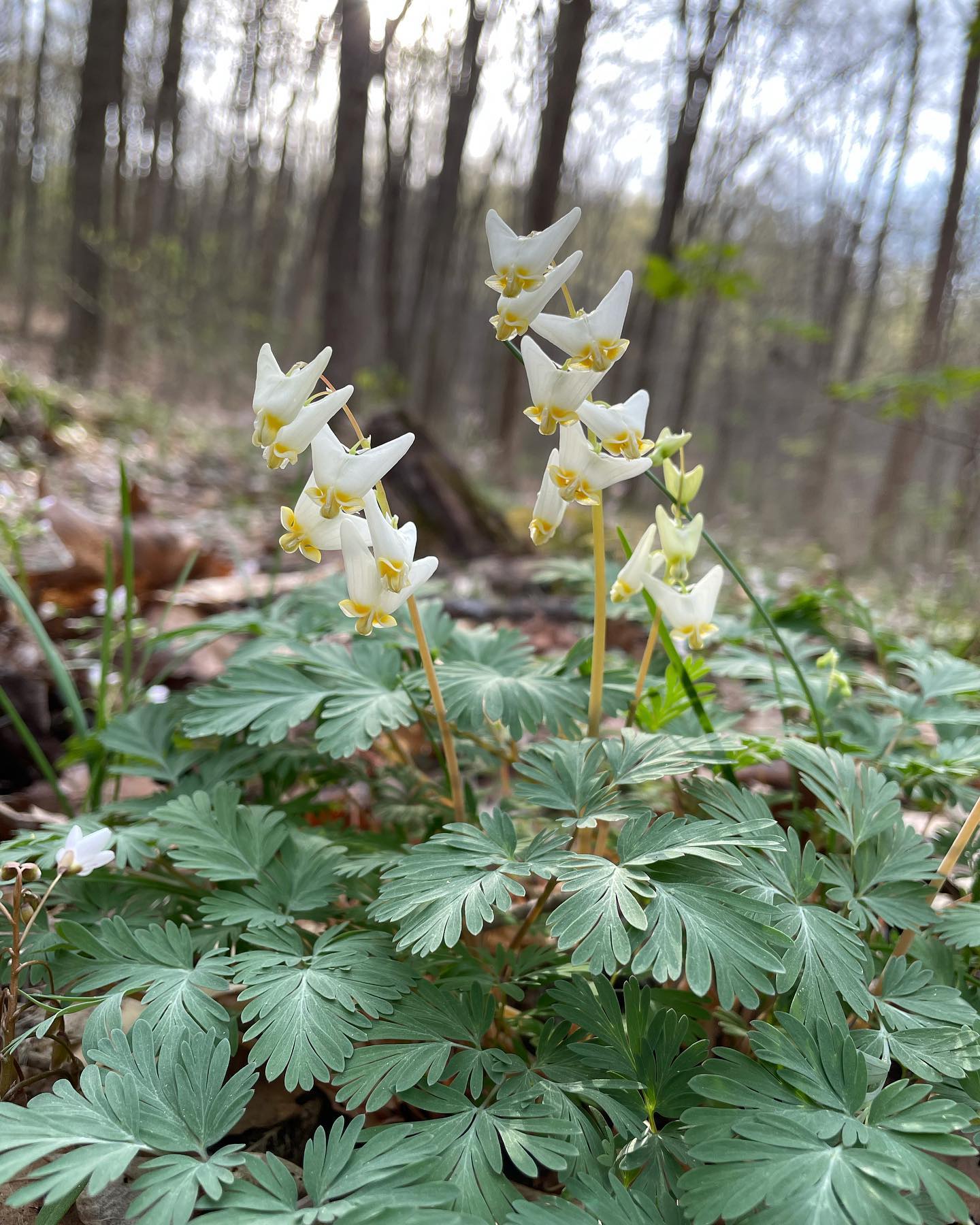 Dicentra - cucullaria