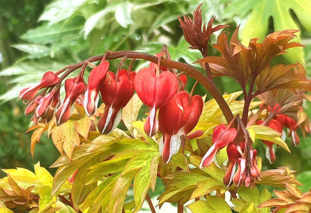 Dicentra - spectabilis Ruby Gold