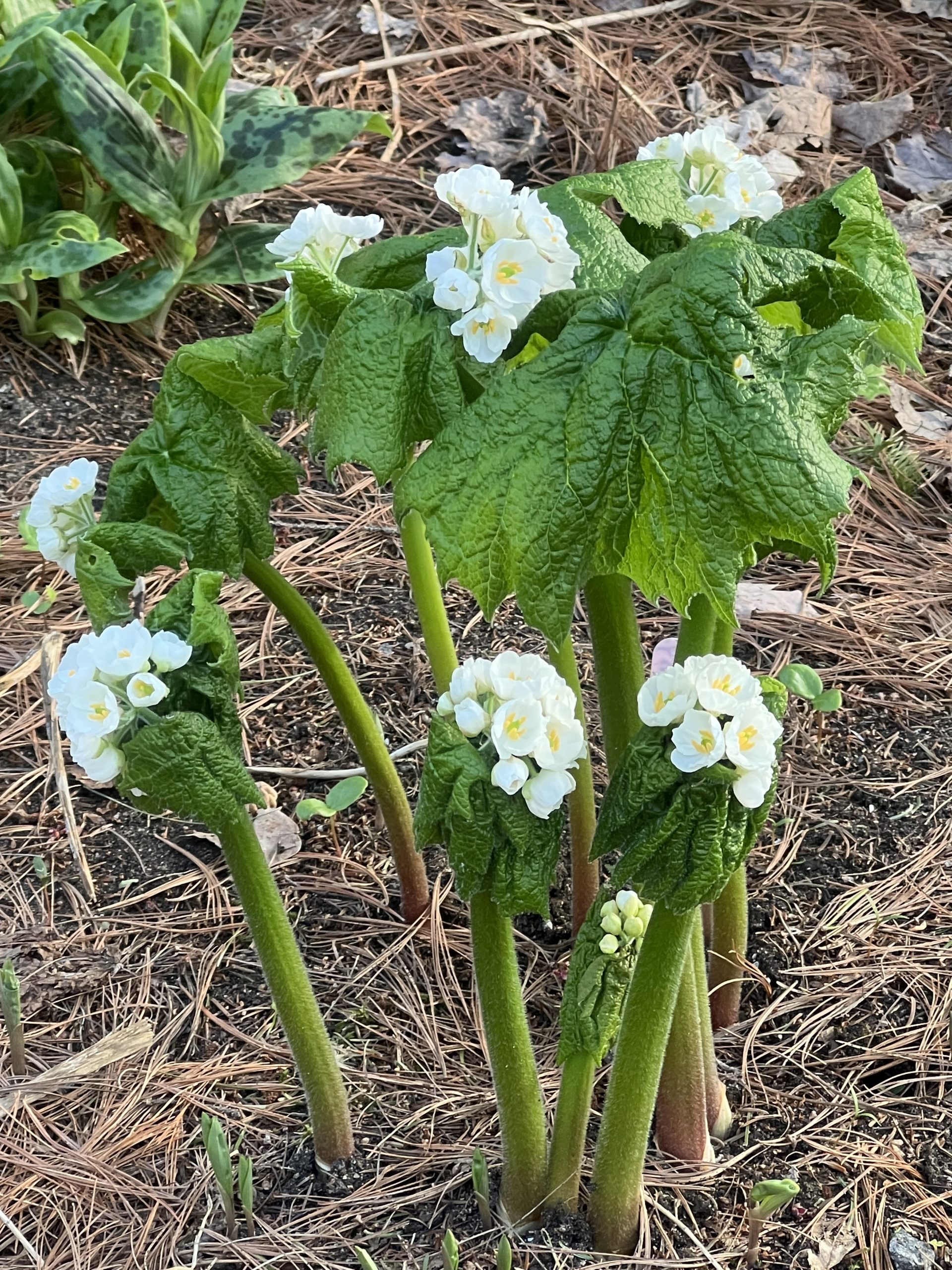 Diphylleia - grayi (Syn. Podophyllum grayi)