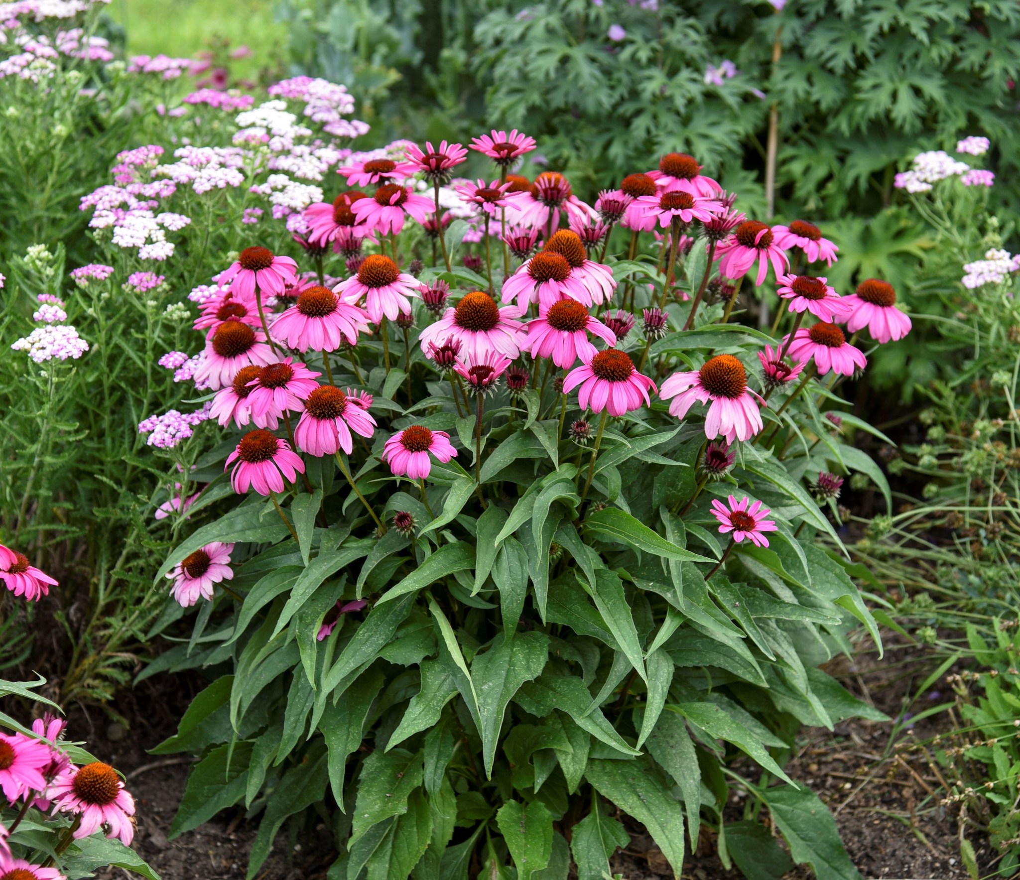 Echinacea - COLOR CODED The Fuchsia is Bright