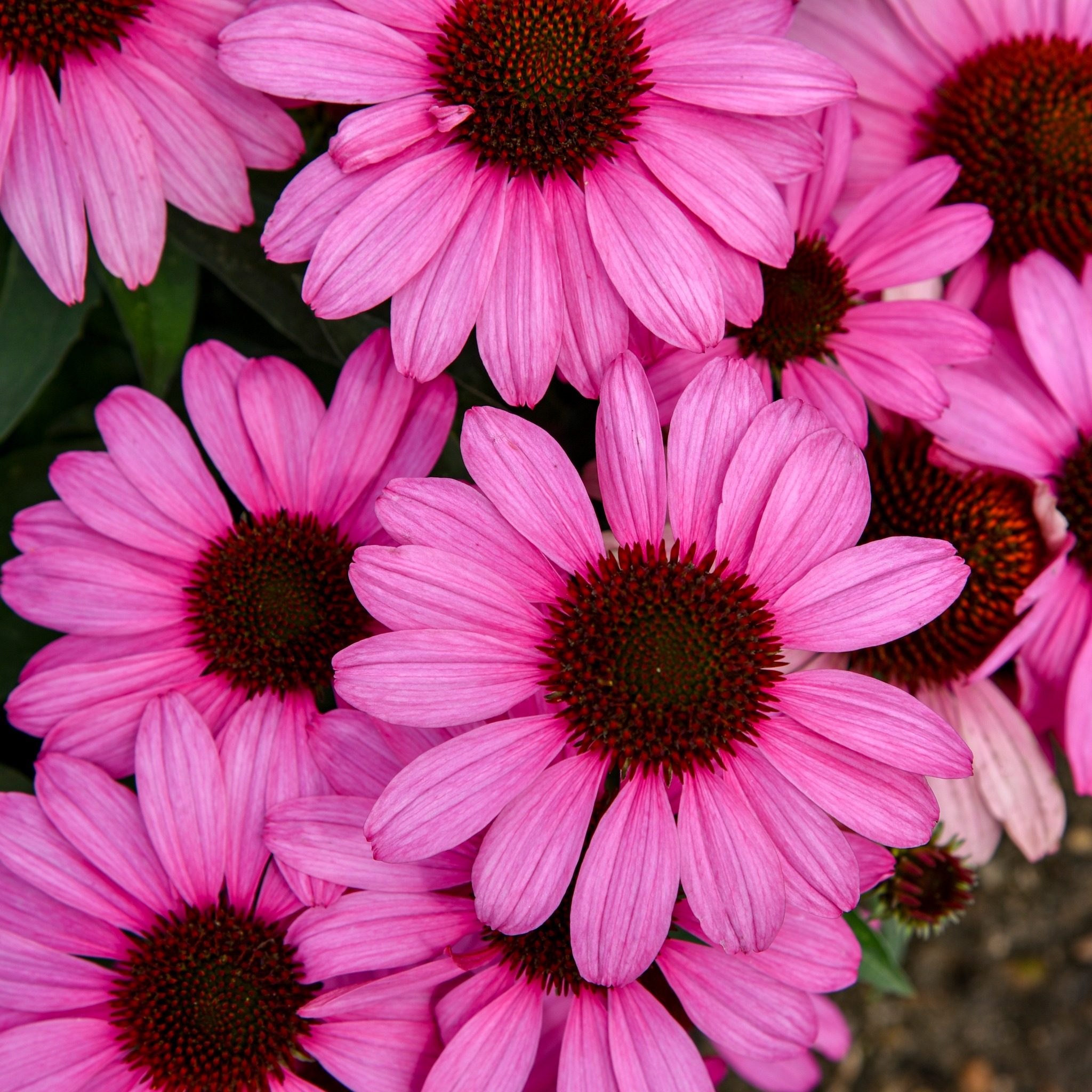 Echinacea - COLOR CODED The Fuchsia is Bright