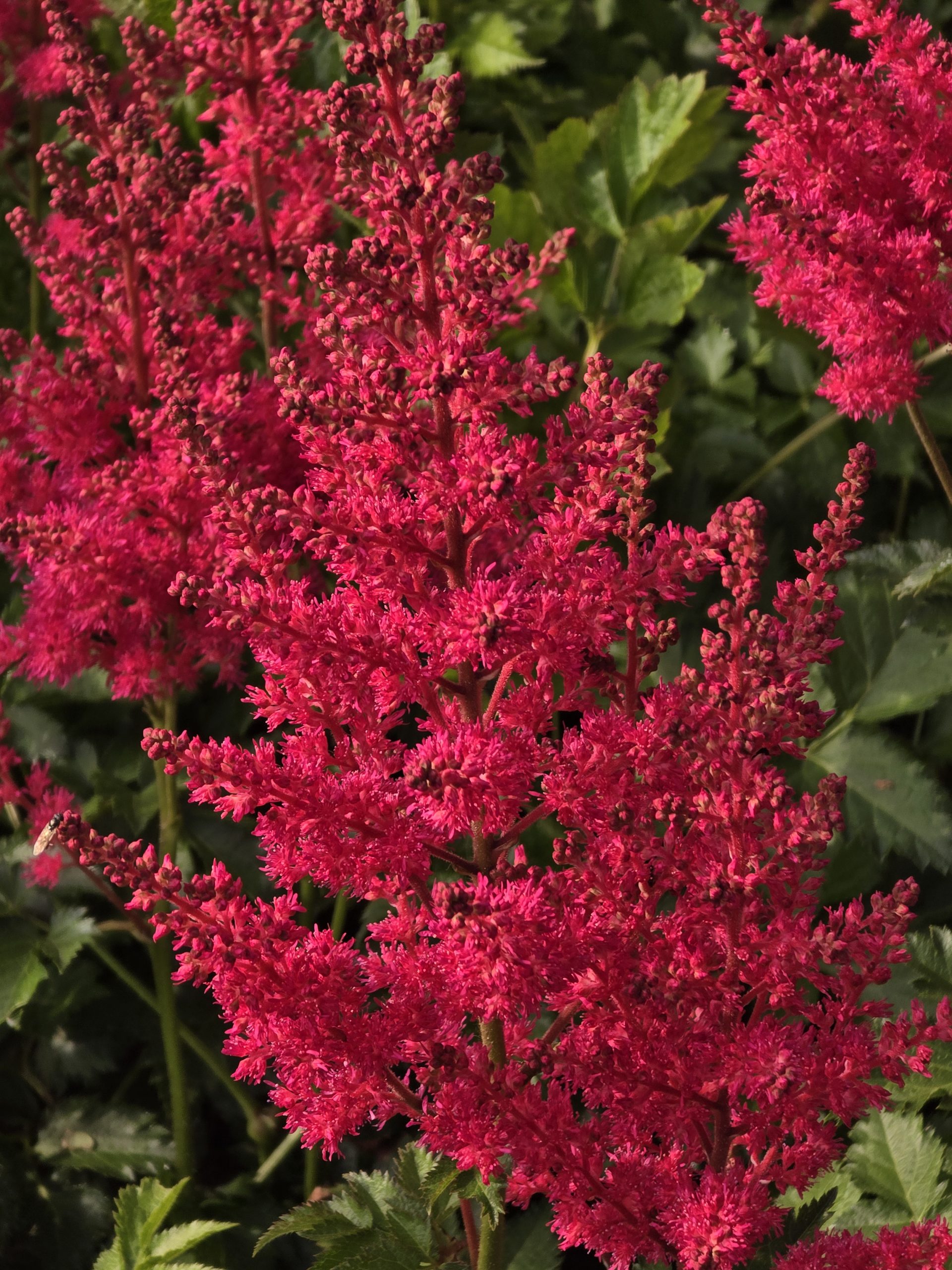 Astilbe - chinensis Elmo