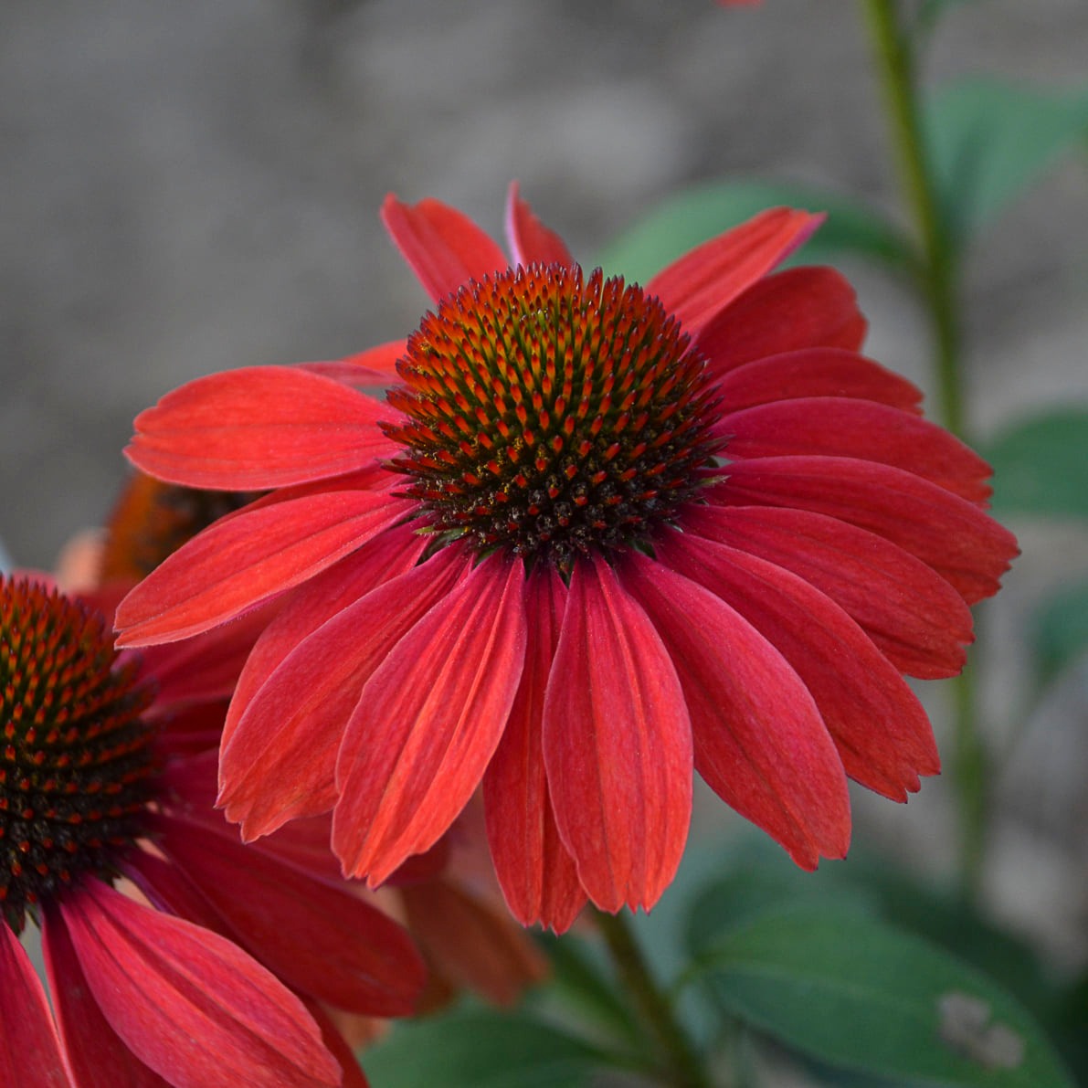 Echinacea - Frankly Scarlet