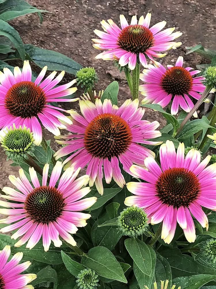 Echinacea - French Tips