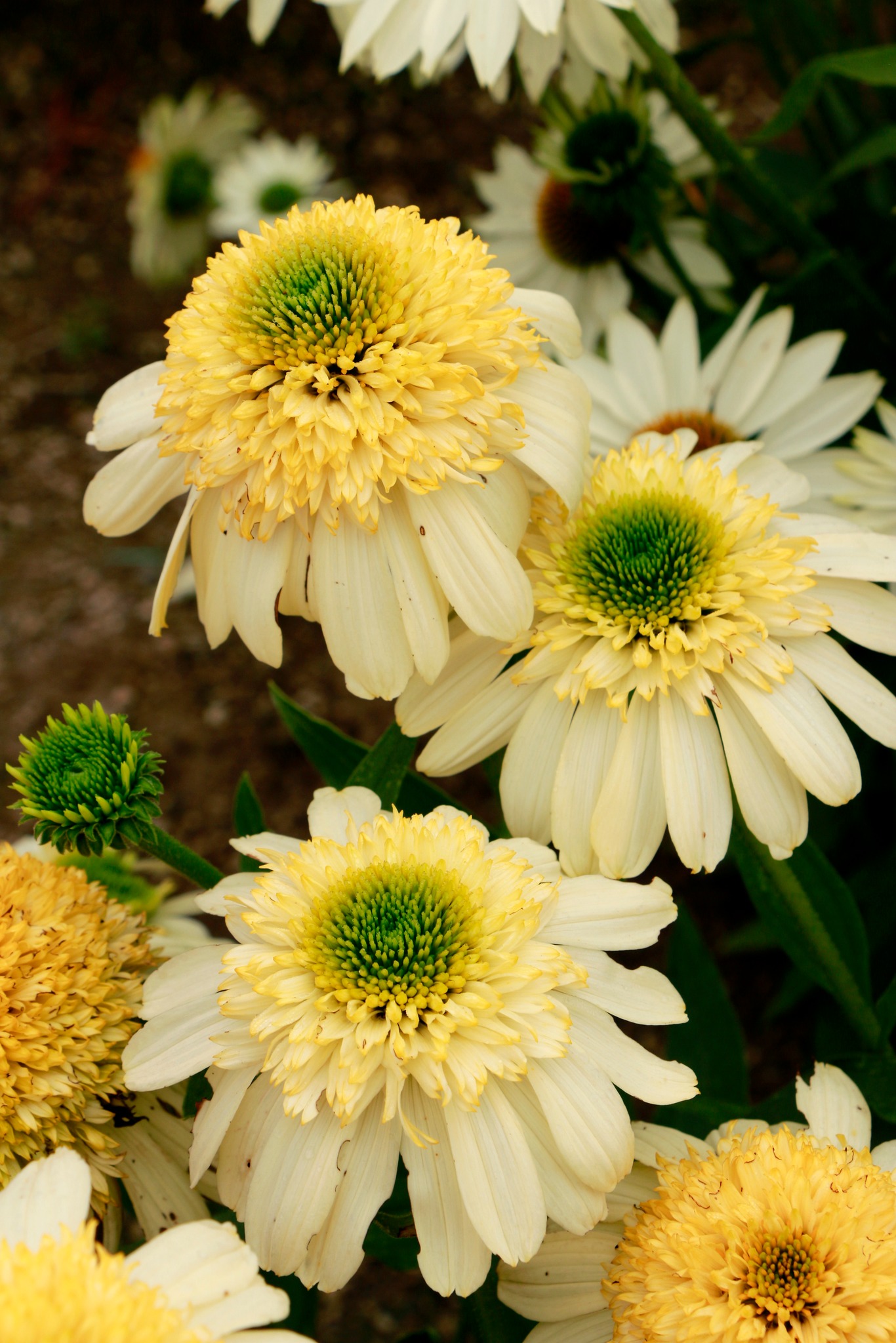 Echinacea - Fried Egg