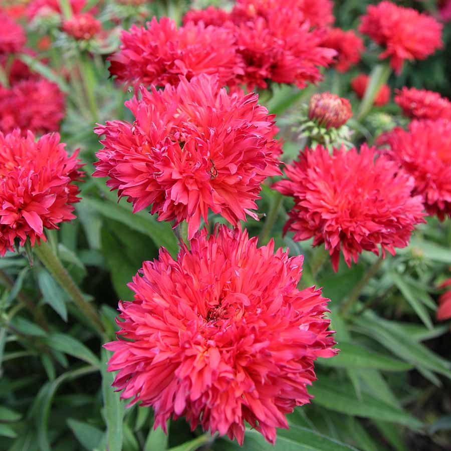 Echinacea - Fringe Festival