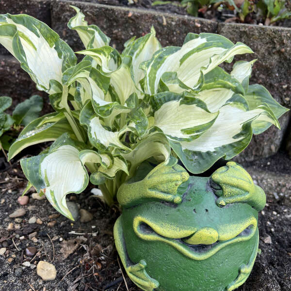 Hosta - Frog in My Throat