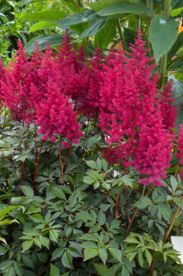 Astilbe - japonica Go Go Red