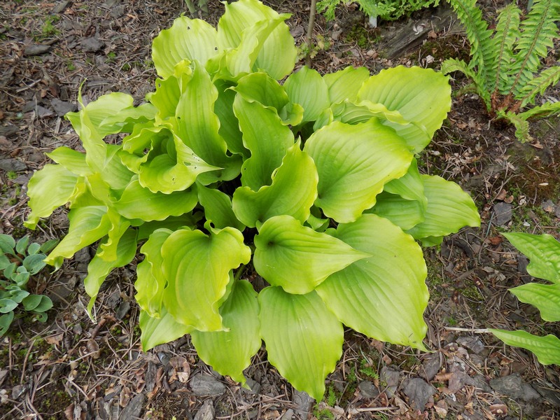 Hosta - Cranberry Wine
