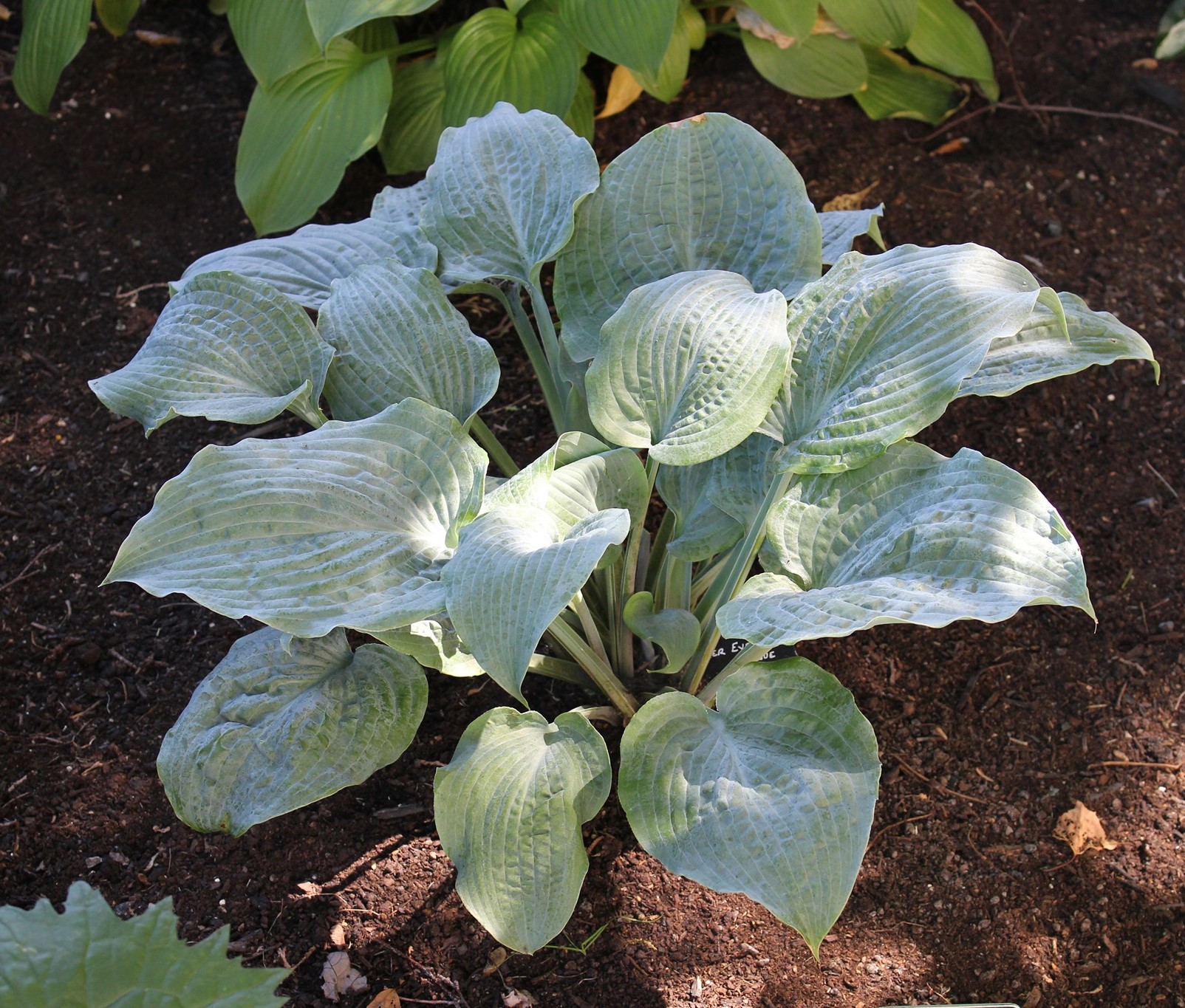 Hosta - Her Eyes Were Blue