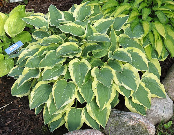 Hosta - Riviera Sunset