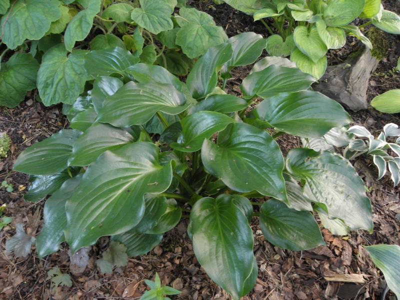 Hosta - Shiny Sonata