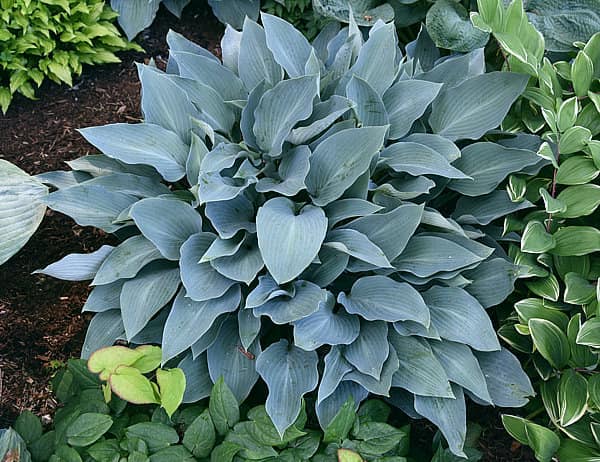 Hosta - Smoke Signals