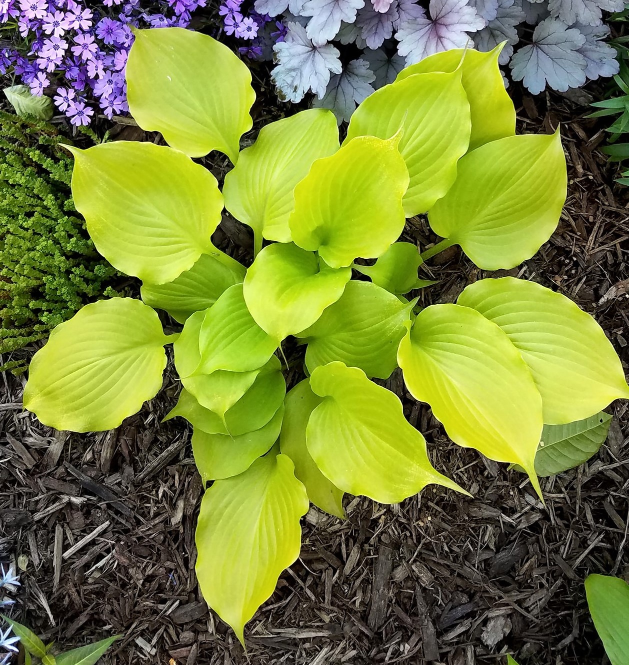 Hosta - Tickle Me Pink