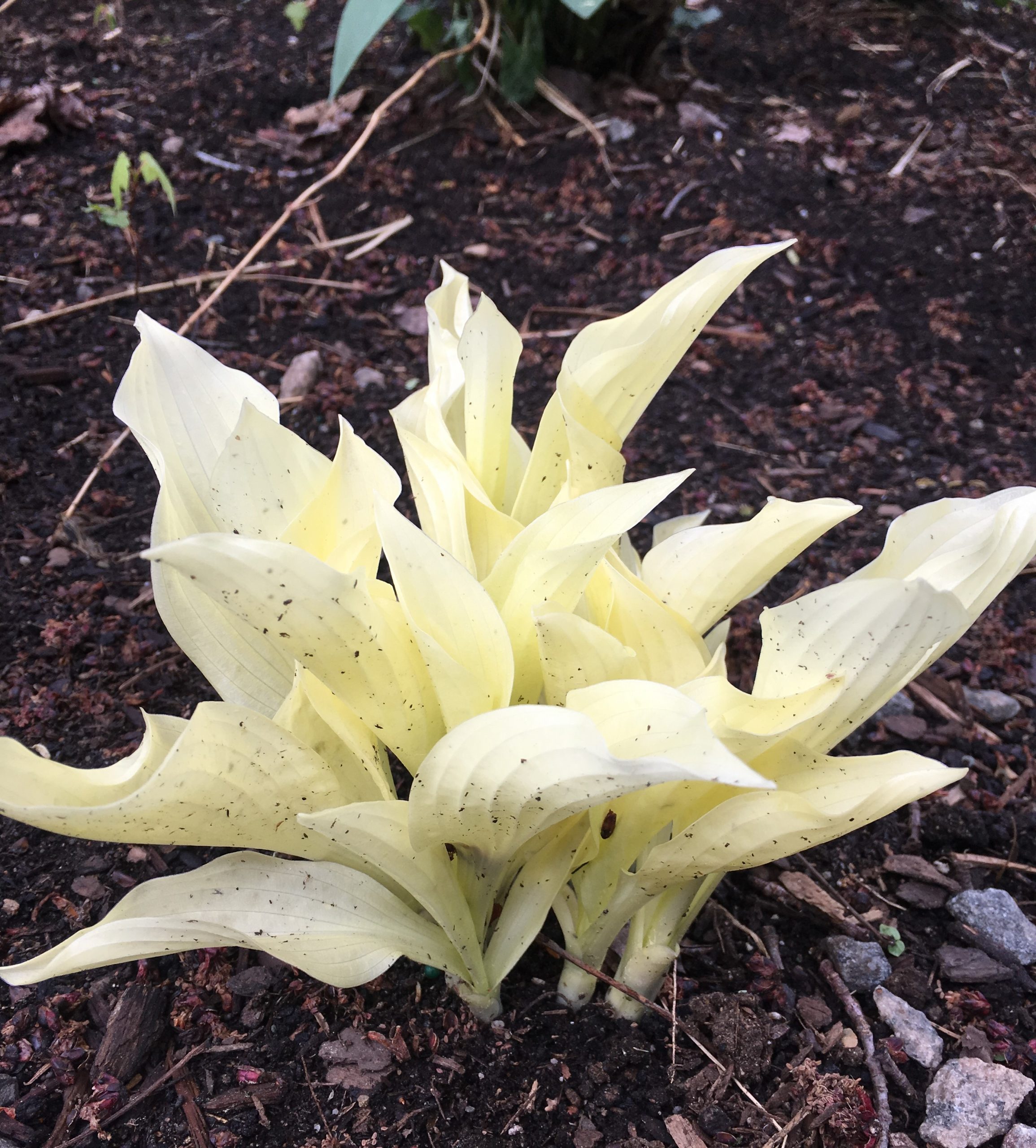 Hosta - White Feather