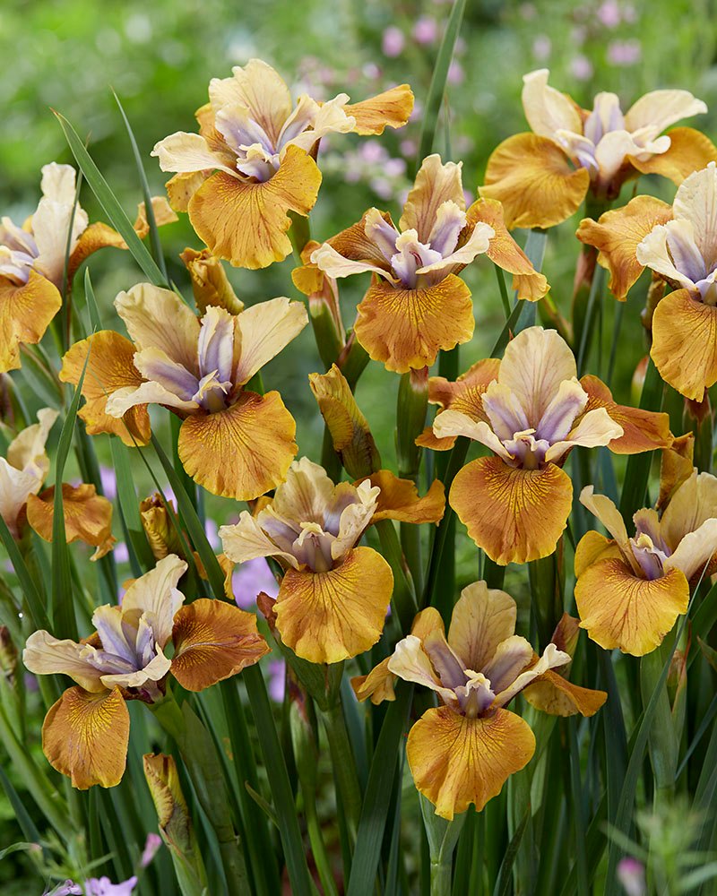 Iris - sibirica Colonel Mustard