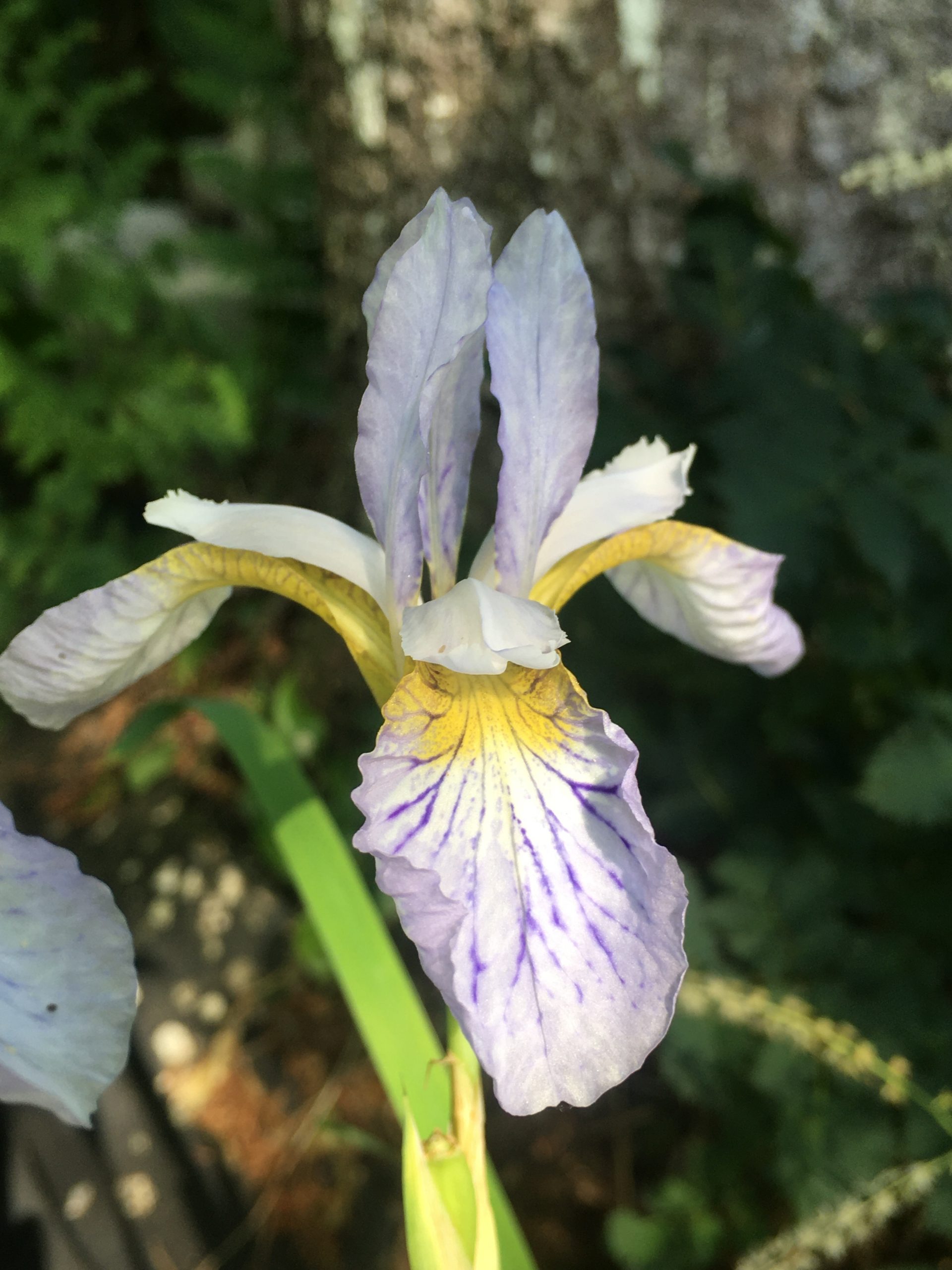 Iris - versicolor Lavender