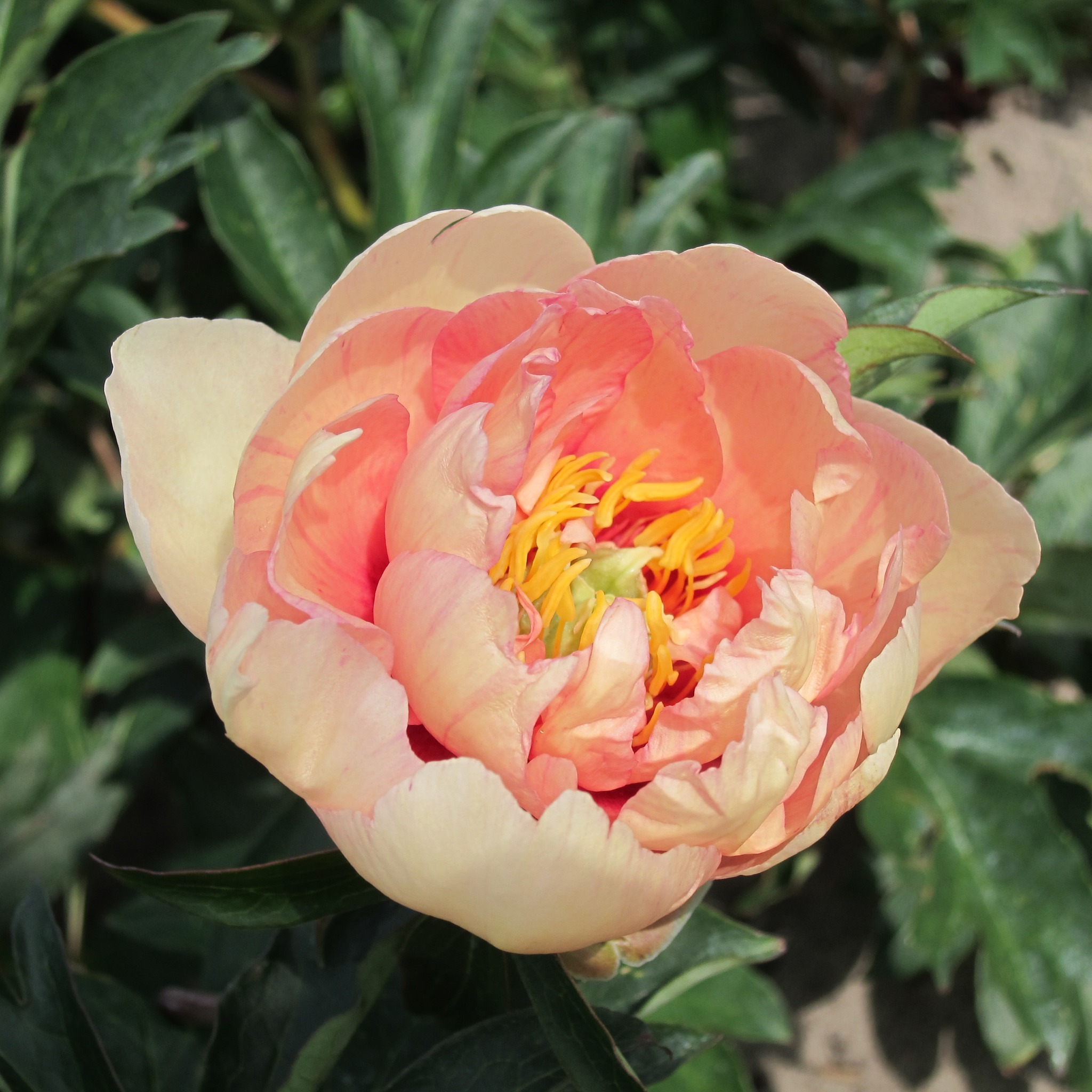 Paeonia (Pivoine) - itoh Clouds of Color