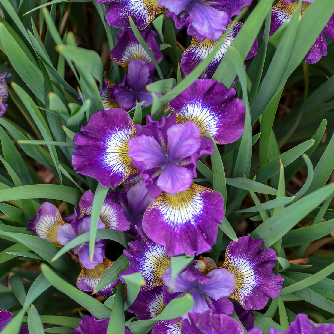 Iris - sibirica Jewelled Crown (syn. Contrast in Styles)